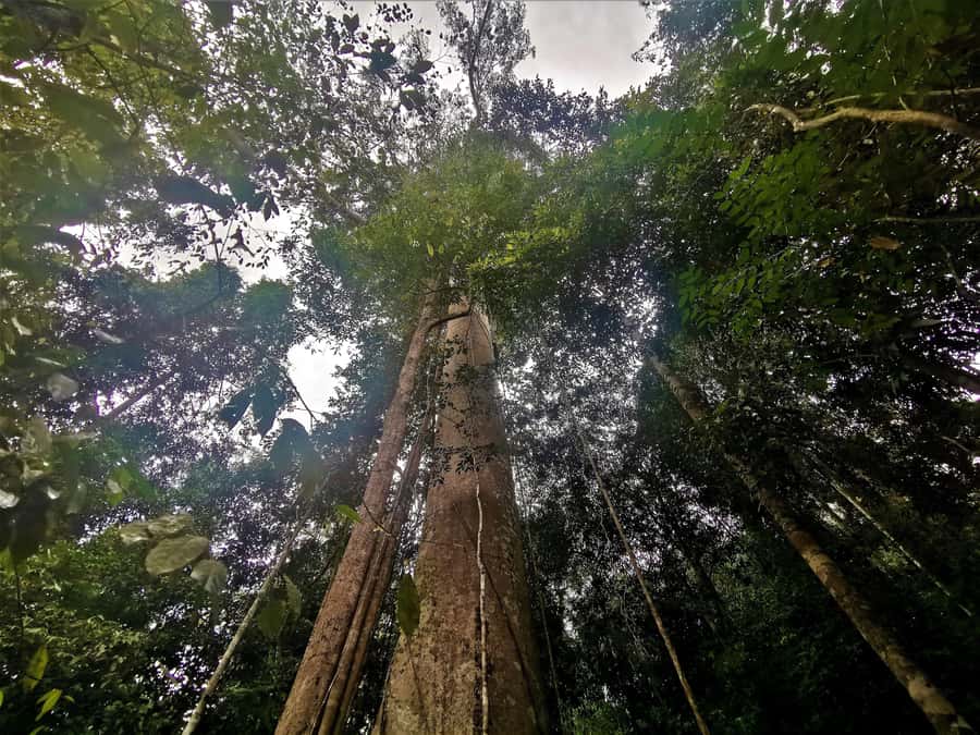 Taman Negara Rainforest Tour with Lata Berkoh Falls - Treetop Views: The Canopy Walkway Situation and What It Means