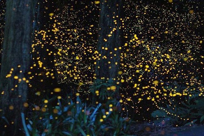 Twinkling Kuala Selangor Firefly Boat Tour from Kuala Lumpur - Value check: is $71.41 per person a smart deal?