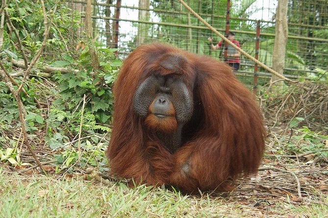 Wildlife & Wonders: Orang Utan Island + Perak Cave Temple Tour - Sam Poh Tong Cave Temple: the 40-foot Buddha inside limestone