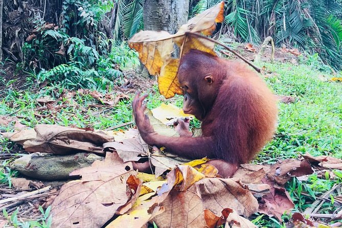 Wildlife & Wonders: Orang Utan Island + Perak Cave Temple Tour - Price and logistics: does $123.22 feel fair?